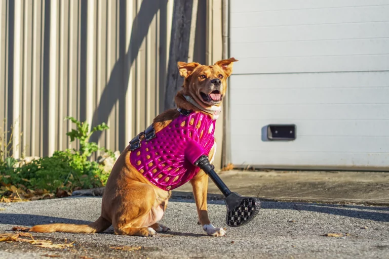 iPhone 14 Pro’s LiDAR Technology Revolutionizes Custom Prosthetics for Dogs