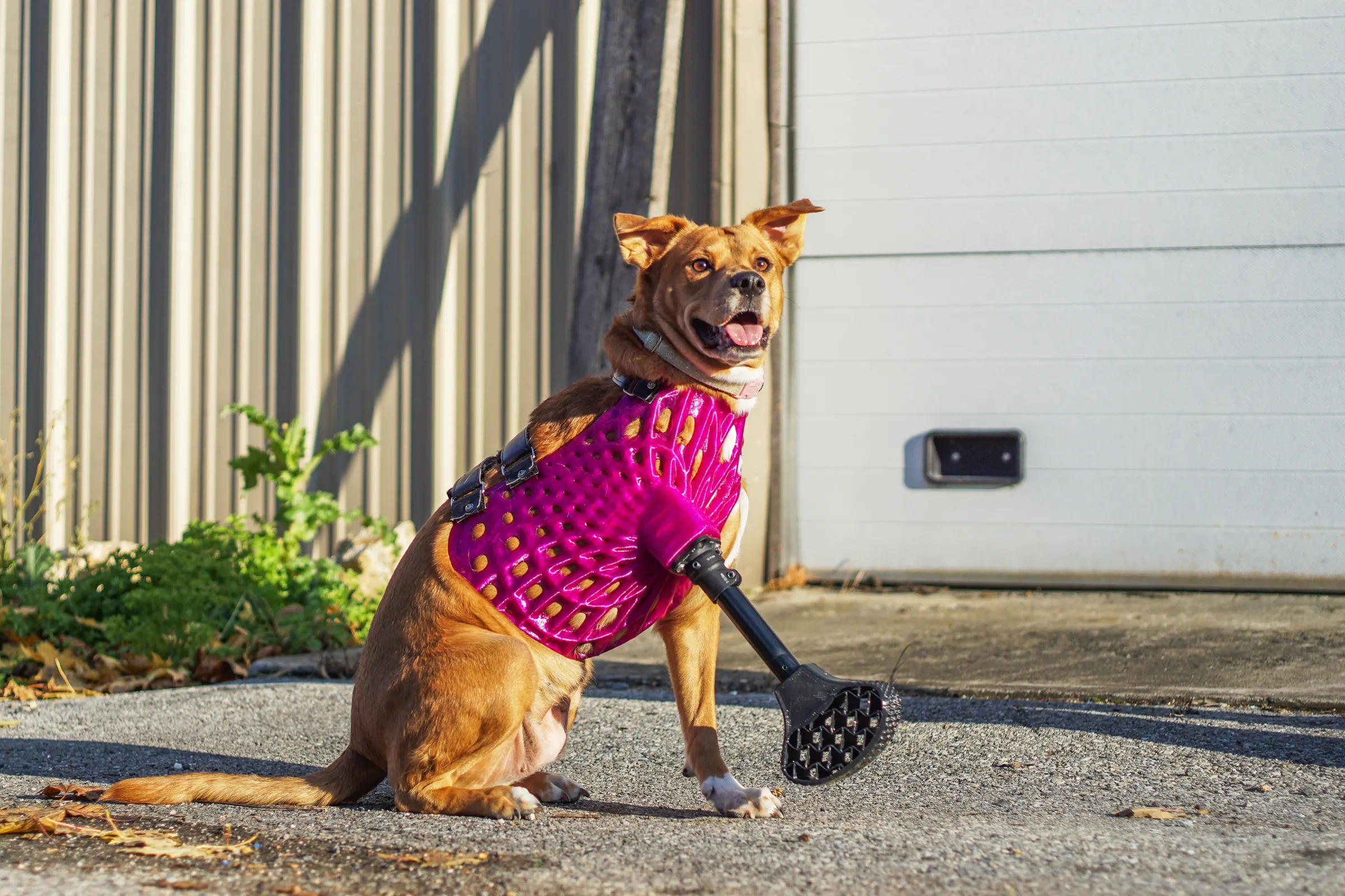 iPhone 14 Pro's LiDAR Technology Revolutionizes Custom Prosthetics for Dogs